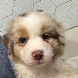 Zed (short tail) - Red merle male Australian Shepherd puppy in Jacksonville, Florida from Solace Australian Shepherds