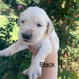 Black - Golden male Golden Retriever puppy in Jesup, Georgia from Painted Platinum Retrievers (Painted Platinum Kennel) PPK