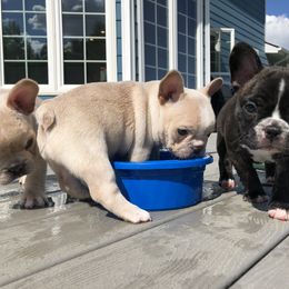 French Bulldog Puppies from Roughneck Frenchies