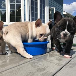 French Bulldog Puppies from Roughneck Frenchies