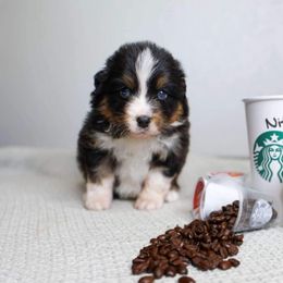 Australian Shepherd Puppies from Badlands Australian Shepherds