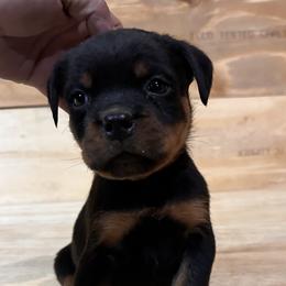 Orange male - Black and mahogany male Rottweiler puppy in Chillicothe, Missouri from Bella Bowe Champion Import Rottweilers