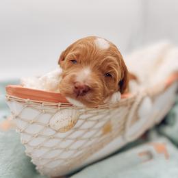 Goldendoodle Puppies from Summer Sun Doodles