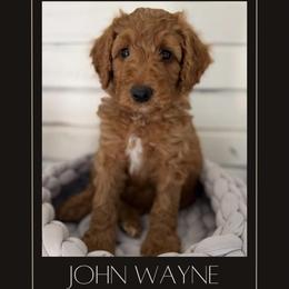 John Wayne - Red  male Goldendoodle puppy in San Jose, California from Red White and Doodle