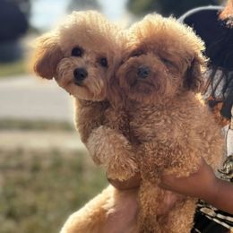 Poodle puppies from House of Paws Heritage Nursery