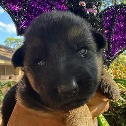Umi - Black and red female German Shepherd puppy in Marianna, Florida from Haus M Godwin