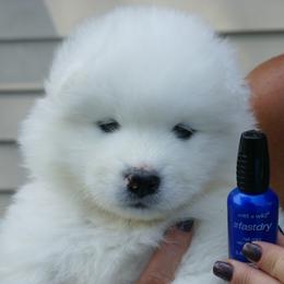 Samoyed Puppies from Cirque D' Samz