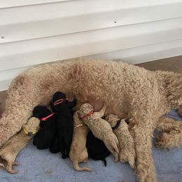 Goldendoodle Puppies from Razzle Dazzle Doodles TN