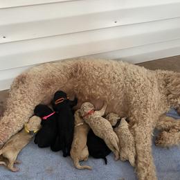 Goldendoodle Puppies from Razzle Dazzle Doodles TN