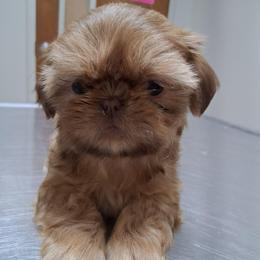Sissy - Red female Shih Tzu puppy in Memphis, Tennessee from Lady and the Tramp