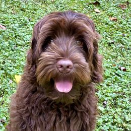 Trapper - Australian Labradoodle