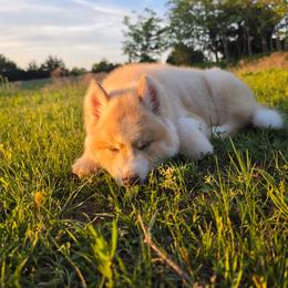 Pomsky and Siberian Husky Puppies from A-Dream Pomsky Kennel