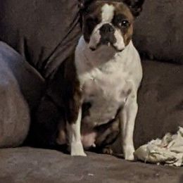 Boston Terrier puppies from Deja-Vu Bostons