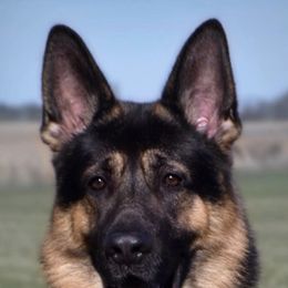 German Shepherds from Patricia's German Shepherds