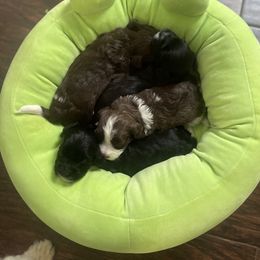 Havanese Puppies from Estelle's Havanese
