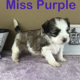 Miss Purple Collar - female Mal-Shi puppy in Poolville, Texas from Tx Pups