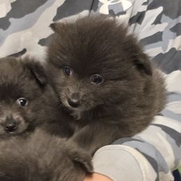 Eleanor - Blue female Pomeranian puppy in Mays Landing, New Jersey from KB Pom Pups