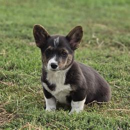 Male 3 - Black and white male American Corgi puppy in Portland, North Dakota from Sliding stop corgis