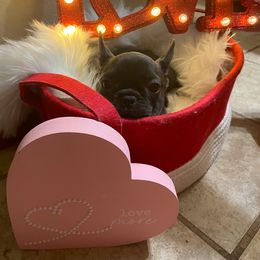 French Bulldog Puppies from Florida Frenchies By the Sea, LLC