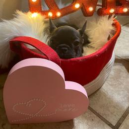 French Bulldog Puppies from Florida Frenchies By the Sea, LLC