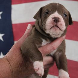 Girl 2 - female Alapaha Blue Blood Bulldog puppy in Grafton, Ohio from Eclipse Alapaha Kennels