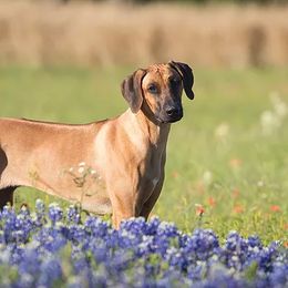Rhodesian Ridgebacks from Lions Gate  Rhodesian Ridgebacks