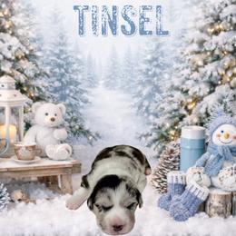 Tinsel - Blue merle and white male American Corgi puppy in Temple, Texas from Silver Moon Cardigan and American Corgis