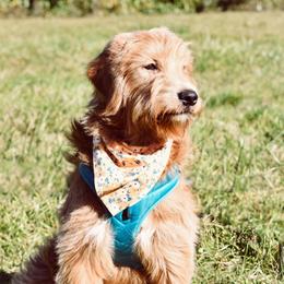 Lola - Goldendoodle