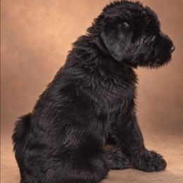 Felise - Black female Giant Schnauzer puppy in Helena, Alabama from The Copper Cottage Canines LLC