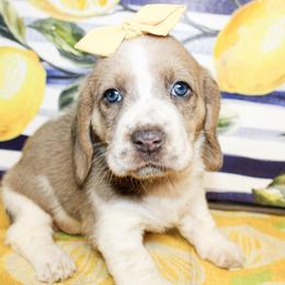 Sandy - Blue tan and white female Basset Hound puppy in Antlers, Oklahoma from Rocking H