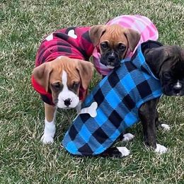 Boxer Puppies from Starlight Boxer Corner