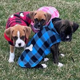 Boxer Puppies from Starlight Boxer Corner