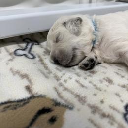 Boy pick 5 - Light golden male Golden Retriever puppy in Waterloo, Indiana from All 4 Paws of Pheasant Run