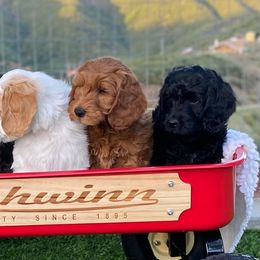 Australian Labradoodles from Talaki Ridge Labradoodles