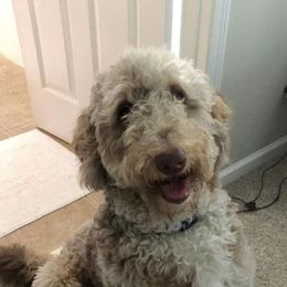 Bernedoodle and Sheepadoodle Puppies from Luvmydoodle
