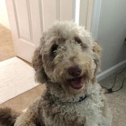 Bernedoodle and Sheepadoodle Puppies from Luvmydoodle