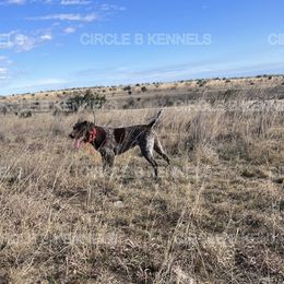 Covey - German Shorthaired Pointer