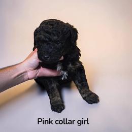 Pink Collar - Black female Poodle puppy in Henagar, Alabama from Windy Oak Kennels