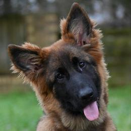 Honey - German Shepherd