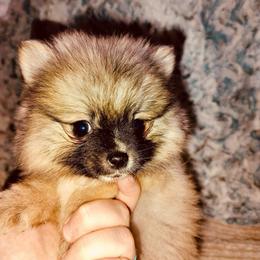 Salted Butterscotch - Orange sable male Pomeranian puppy in East Mountain, Texas from Fairchild Fancy Pomeranians and Coachella Pomeranians