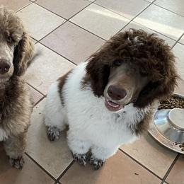 Poodle puppies from Burt Family Poodles