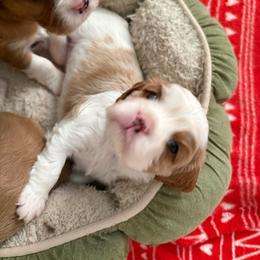 Sadie - Blenheim female Cavalier King Charles Spaniel puppy in Melbourne, Florida from Majestic Cavaliers of Melbourne FL