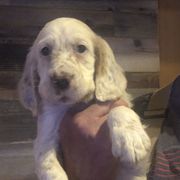 Boy 1 - Orange belton English Setter puppy in Spruce Pine, North Carolina from Violet Hill English Setters