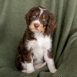 Coconut - female Golden Mountain Doodle puppy in New River, Arizona from Sonoran Standard Doodles