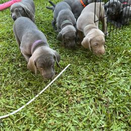 Weimaraner Puppies from Georgia Line Weimaraners