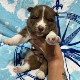 AKC Walnut - Red and white male Siberian Husky puppy in Centreville, Maryland from Huskies By the Bay