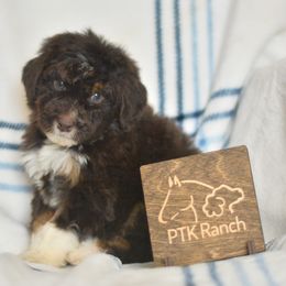 Yoshi - Red tri-color male Aussiedoodle puppy in Delta, Colorado from PTK Ranch