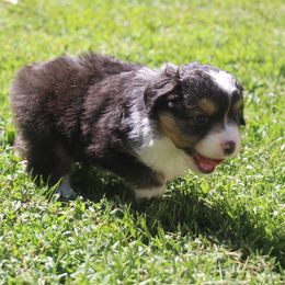 Sybil - Black tri female Miniature American Shepherd puppy in Philpot, Kentucky from MarLoWin Aussies