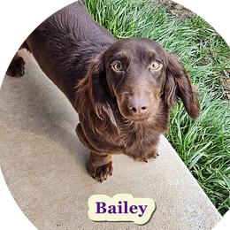 Bailey - Dachshund