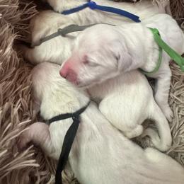 Boy 3 - Light golden male Golden Retriever puppy in Roca, Nebraska from Oak Haven Goldens